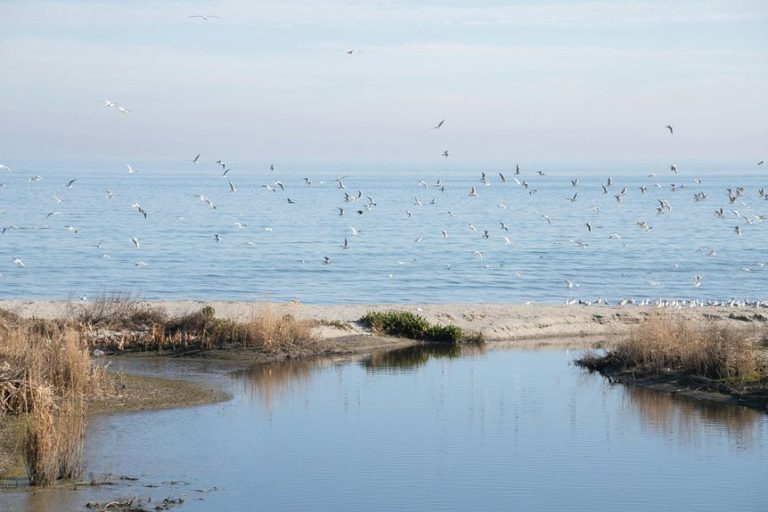 beach picnic spots los angeles