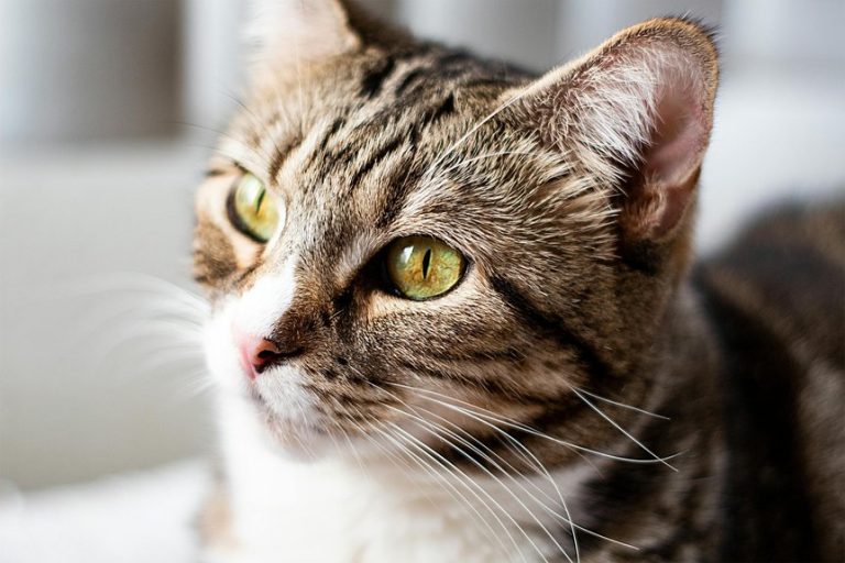 pet friendly cafes in la