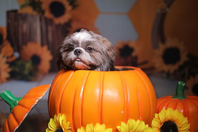 pumpkin patches in los angeles